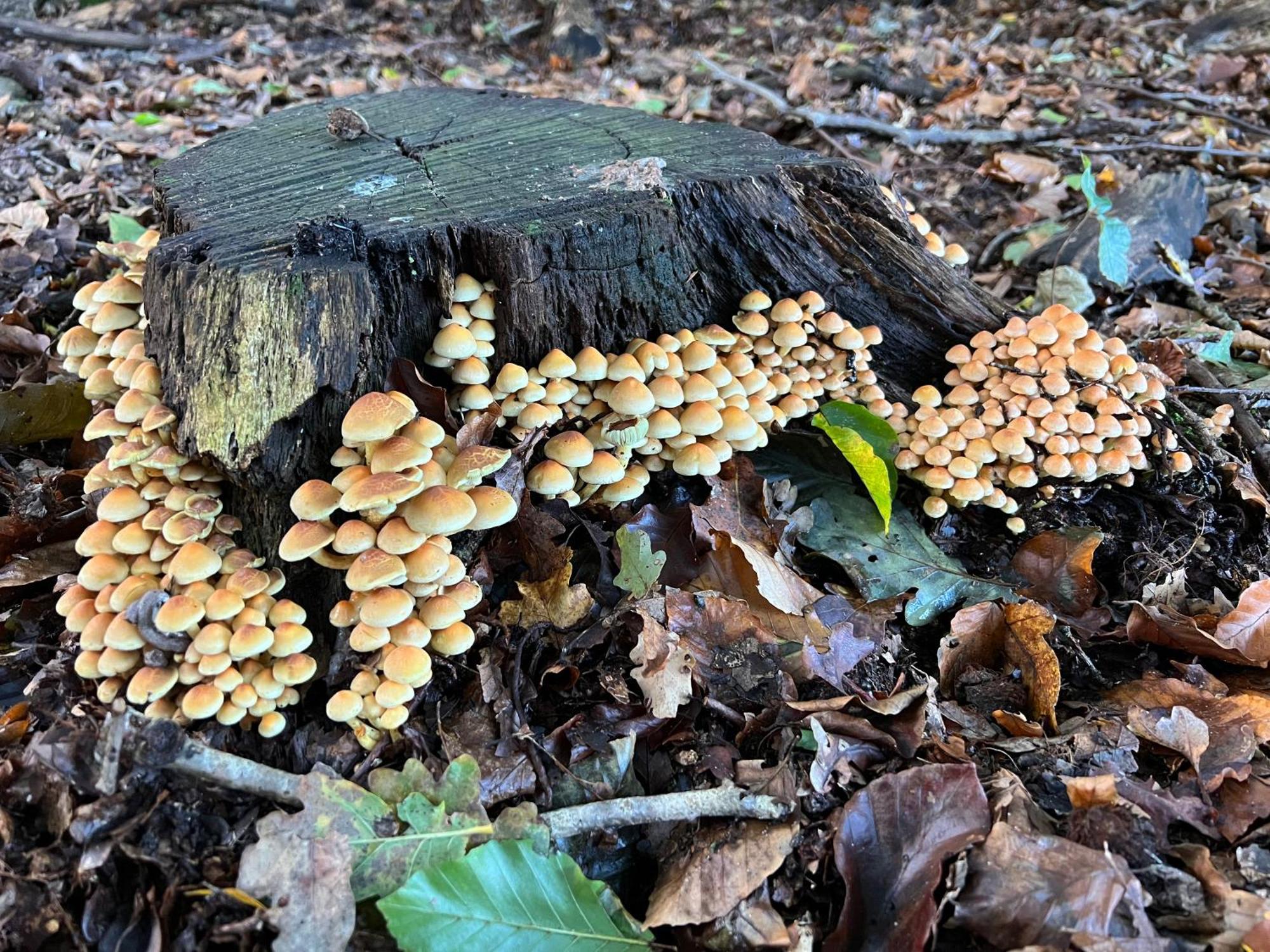 Veluwe Park Reewold Chalet Talisman بوتِنْ المظهر الخارجي الصورة