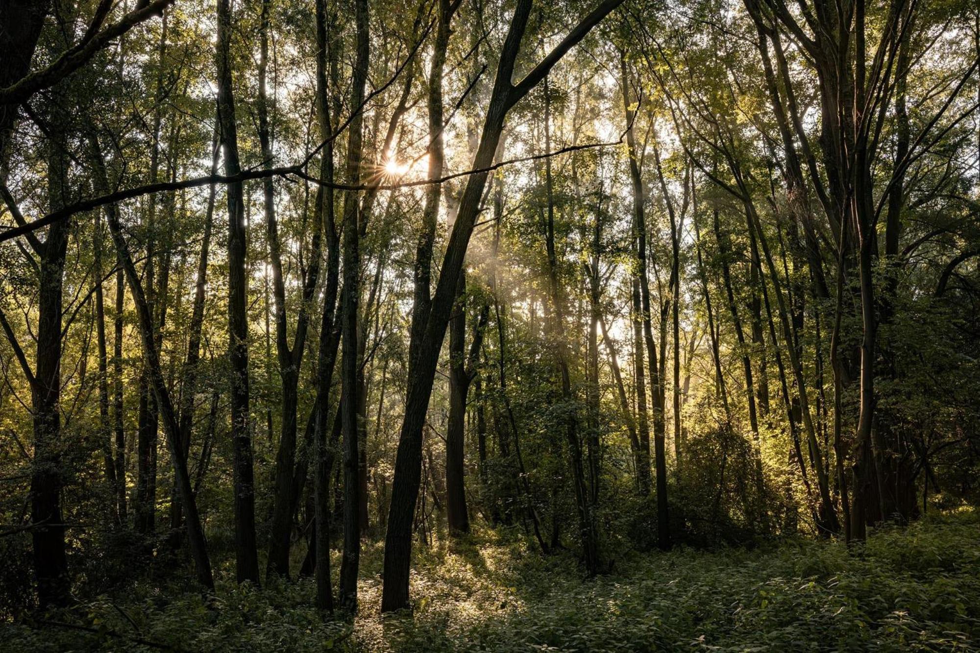 Veluwe Park Reewold Chalet Talisman بوتِنْ المظهر الخارجي الصورة