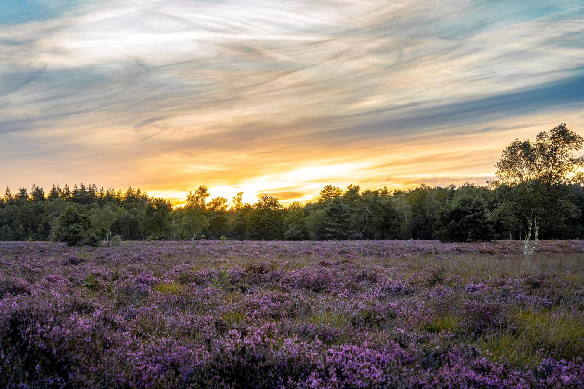 Veluwe Park Reewold Chalet Talisman بوتِنْ المظهر الخارجي الصورة